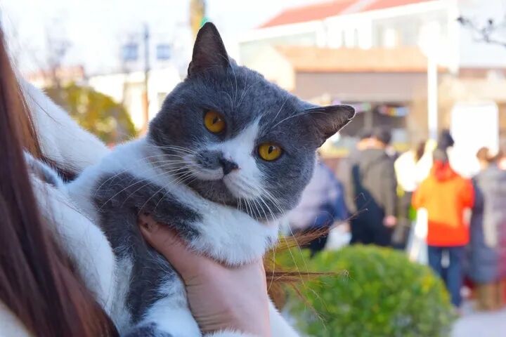 尊龙凯时网站：超治愈！在江苏“毛孩子”也有诗和远方(图1)