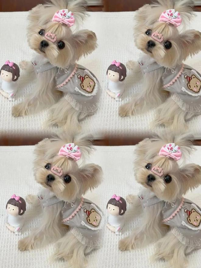 剖析大莹家宠物店马尔泰犬口碑如何价格贵不贵