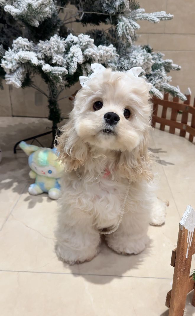 剖析大莹家宠物店马尔泰犬口碑如何价格贵不贵(图3)