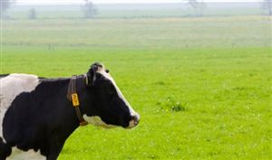 宠物衣服行业市场消费需求宠物衣服行业投资前景预测(图6)