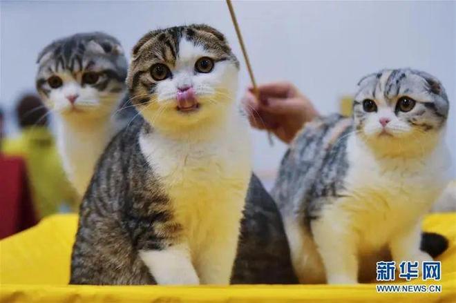 尊龙凯时网站：2024年中国宠物量将首超幼儿！(图1)