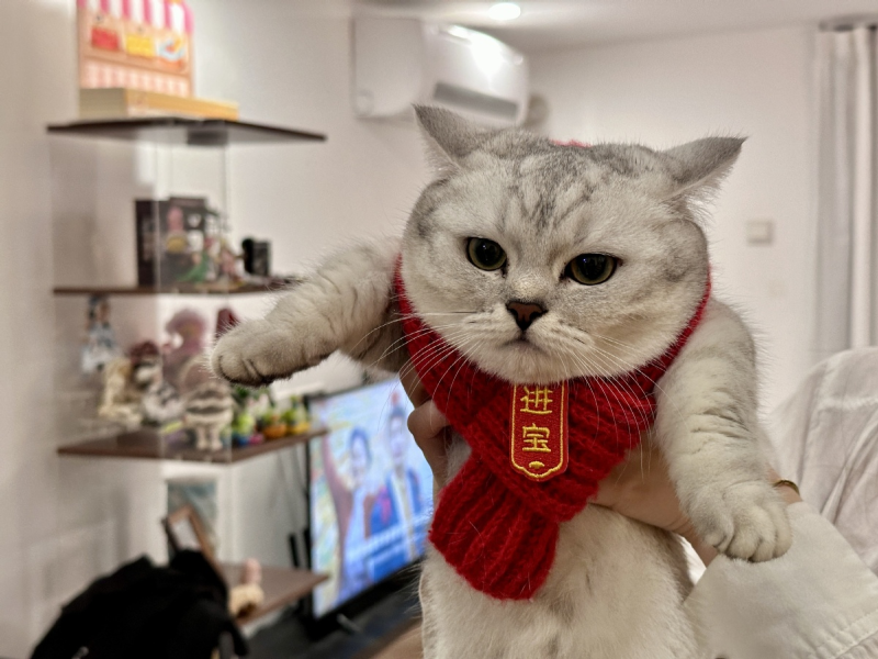 剑指100亿！东莞发布宠物经济实施方案(图1)