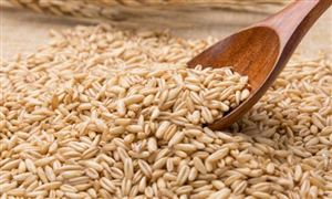 宠物服饰行业发展前景及现状分析2023(图4)