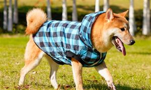 宠物服饰行业发展前景及现状分析2023(图11)