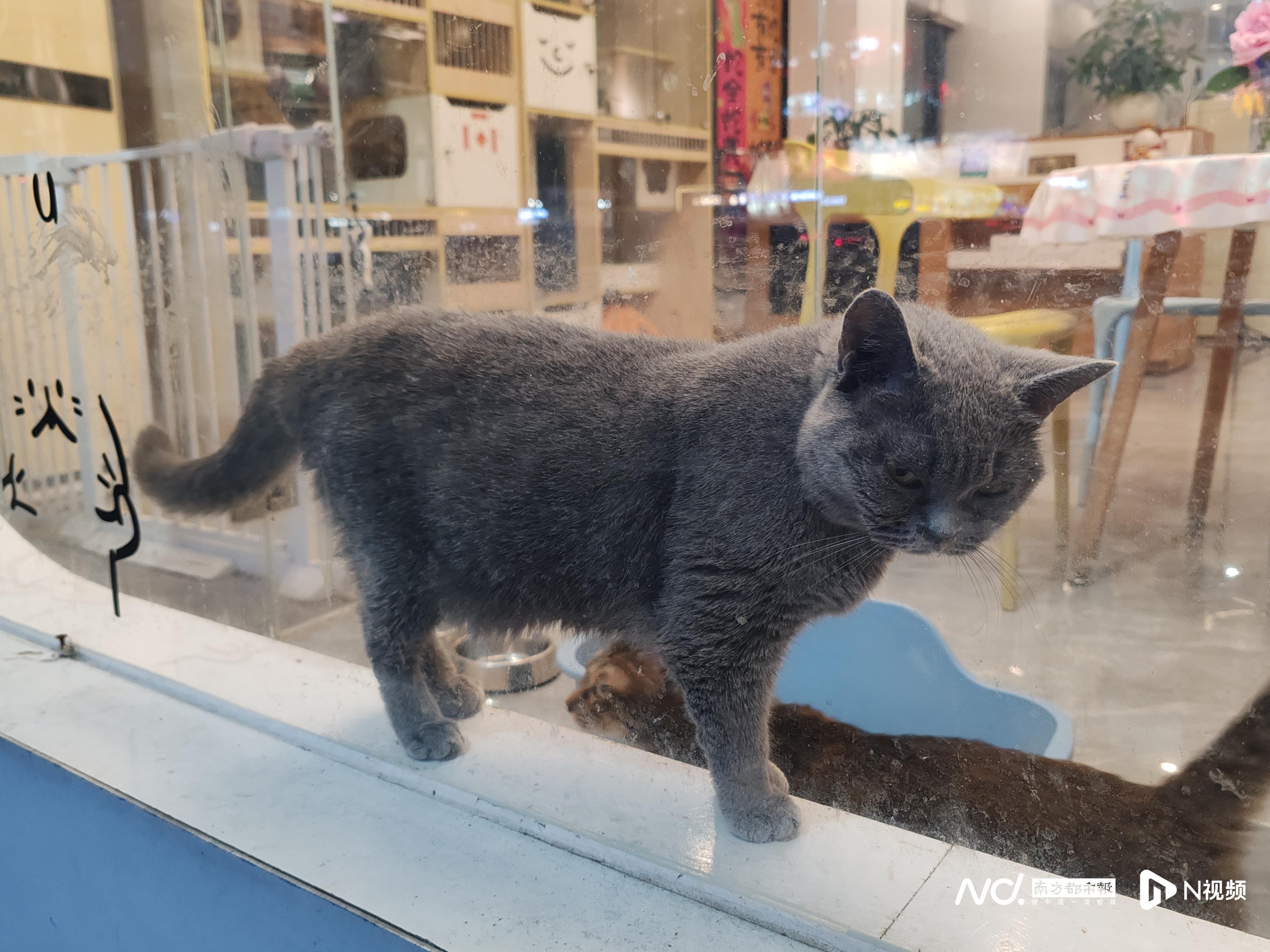 2030年冲刺100亿元以上！东莞布局宠物经济新赛道(图2)