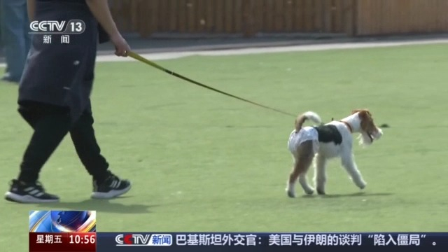 市场规模超3100亿元“它经济”释放消费新活力(图6)